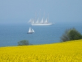 Mildred_2013_Soeby